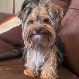 Rox - Yorkshire Terrier