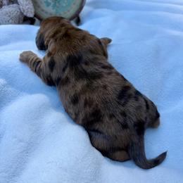AKC dapple boy - Dapple male Dachshund puppy in Ozark, Alabama from Honey Hill Dachshunds