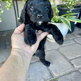 Cypress - Black female Bernedoodle puppy in Superior, Arizona from Mountain Bridge Doodles