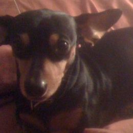 Dachshunds from Roxie's Doxies