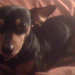 Dachshunds from Roxie's Doxies