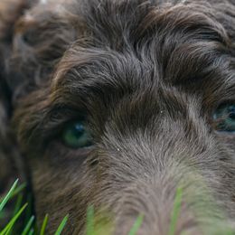 Omak - Brown Poodle puppy in Everett, Washington from Redhead