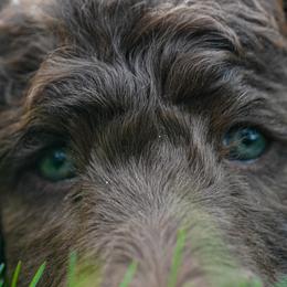 Omak - Brown Poodle puppy in Everett, Washington from Redhead