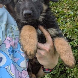 Red collar - Black and red male German Shepherd puppy in Chambers, Arizona from Devil-Dog Shepherds