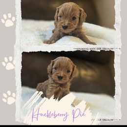 Huckleberry Pie - Red  female Goldendoodle puppy in Newdale, Idaho from Canyon Creek Puppies