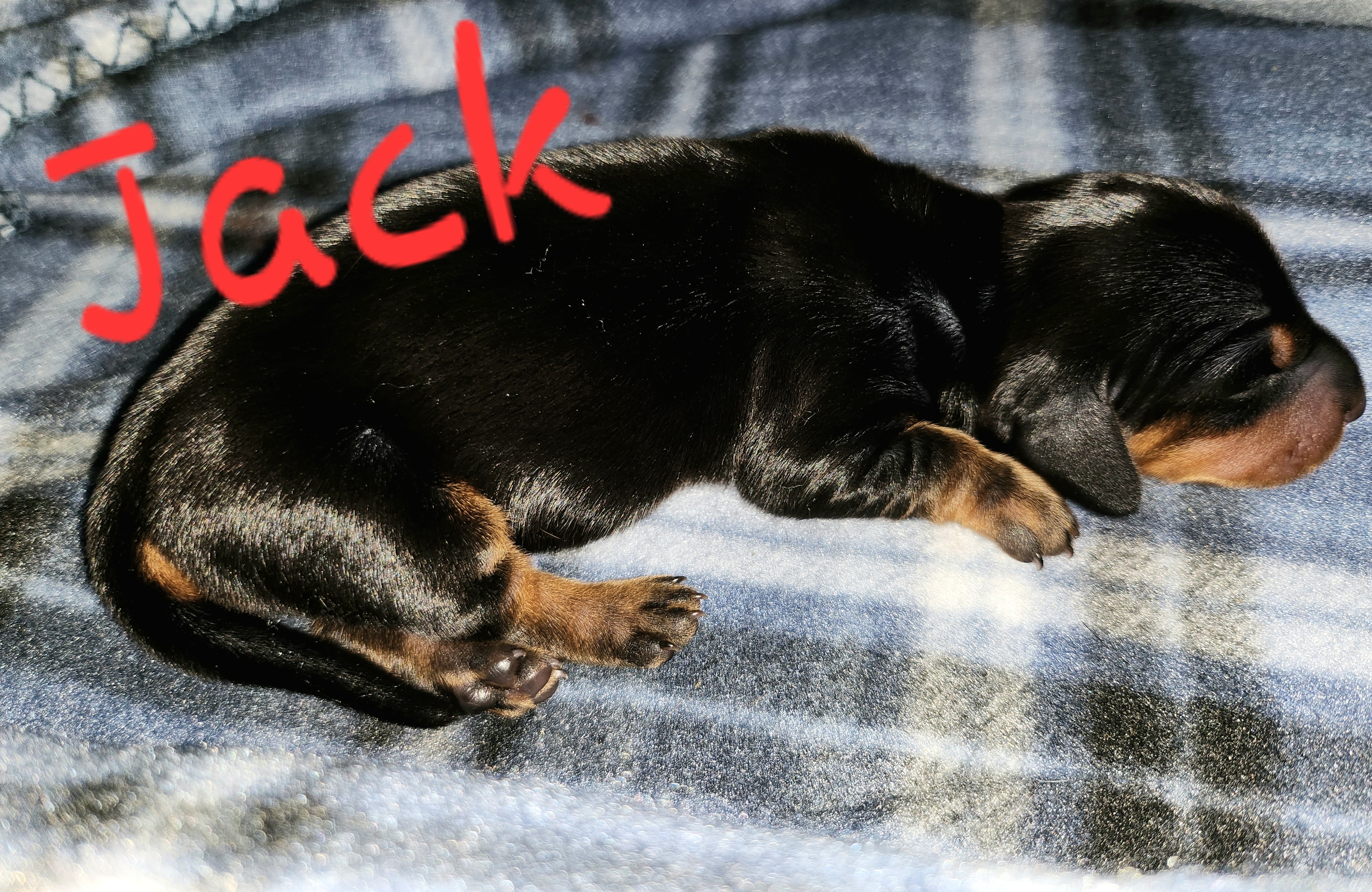 Jack - Black and tan Dachshund puppy in Crosby, Texas from House of Slinkys