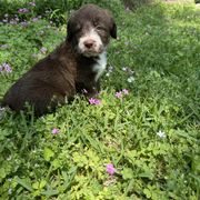 Border Collie and Bordoodle Puppies from Pecan Grove Acres’ Pups