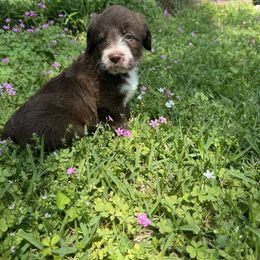 Border Collie and Bordoodle Puppies from Pecan Grove Acres’ Pups