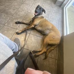 Belgian Malinois and xDutch Shepherd All Grown Up from Alliance K9