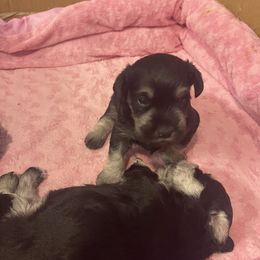 Miniature Schnauzer Puppies from Miniature Schnauzer Paradise llc