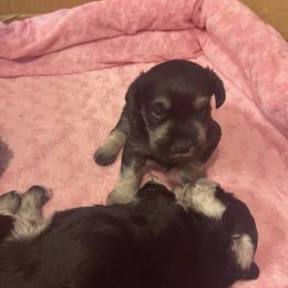 Miniature Schnauzer Puppies from Miniature Schnauzer Paradise llc