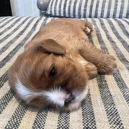 Puppy Girl - Ruby female Cavalier King Charles Spaniel puppy in Fair Haven, New Jersey from Franhaven Kennel