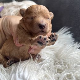 Theodore - Apricot male Maltipoo puppy in Chattanooga, Tennessee from Joy-fur puppies