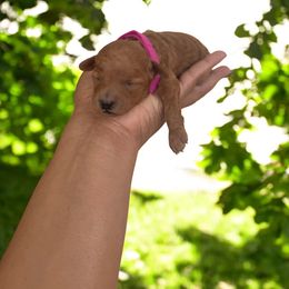 Isabelle - Apricot female Poodle puppy in Okc, Oklahoma from Diva’s Designer Dogs