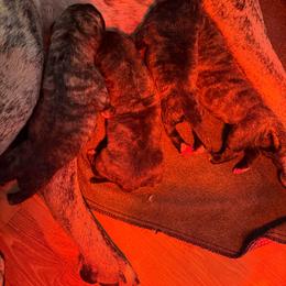 Boy 2 - Tiger male Perro de Presa Canario puppy in Houston, Texas from Space City Presas