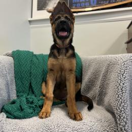 German Shepherd Puppies from Zwinger vom Schneider Wald
