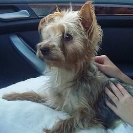 Dais - Yorkshire Terrier