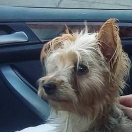 Dais - Yorkshire Terrier