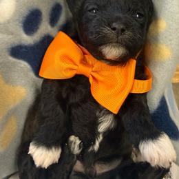 Black and white Boy - Black and white male Shihpoo puppy in Cottondale, Florida from Pat’s precious puppies