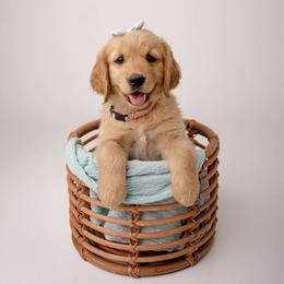 Star - Dark golden female Golden Retriever puppy in Buhl, Idaho from Atkinson's Goldens