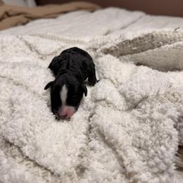 Nova - female Australian Mountain Doodle puppy in Tryon, North Carolina from Melrose Mountain Farm
