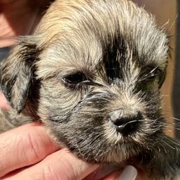 Elon - Brindle male Lhasa Apso puppy in Fort Worth, Texas from Cynthia's Lhasa Apsos