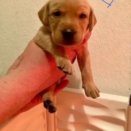 Blue - Yellow male Labrador Retriever puppy in Newaygo, Michigan from Royal Oak Gundogs