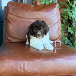 Arroyo - Brown and white male Bernedoodle puppy in Tulsa, Oklahoma from The Poodle Co. Raising Doodles & Poodles