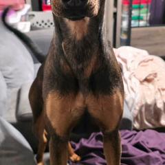 Xara - Bronze female Xoloitzcuintli puppy in Victorville, California from Elegancia Vintage Xoloitzcuintle