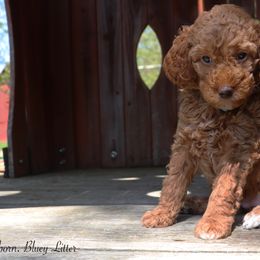 Poodle Puppies from Red Barn Moyen Poodles