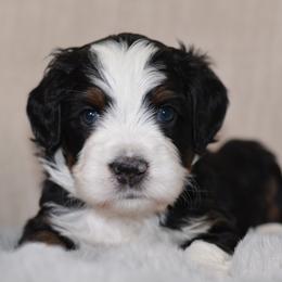 McIntosh 'Mac'- Red Collar Male - Tri-color male Bernedoodle puppy in Katy, Texas from Bluebonnet Bernedoodles of Southeast Texas
