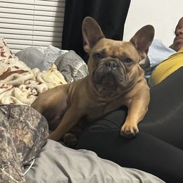 Mocha - French Bulldog