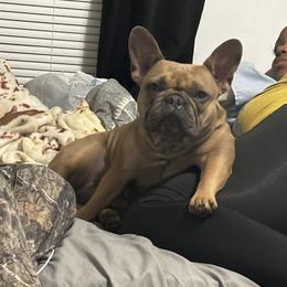 Mocha - French Bulldog
