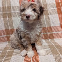 Aussiedoodle Puppies from Appleblossom Aussiedoodles