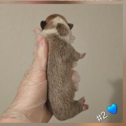 2 - Red male Pembroke Welsh Corgi puppy in Tomball, Texas from Larsen Loved Corgis