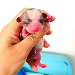 White Peach - Merle female Chihuahua puppy in Santa Rosa Beach, Florida from Eva's Chihuahuas