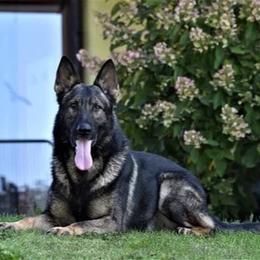 Vargo - Sable male German Shepherd puppy in Cumming, Georgia from Cainedelup
