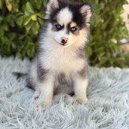 Wesson - Black and white male Pomsky puppy in Whittier, California from Legendary Pomskies