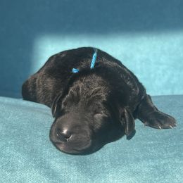 Dasher - Black male Labradoodle puppy in Monticello, Georgia from Daylin’s Doodles & Labradors
