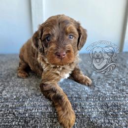 Forest - Merle male Goldendoodle puppy in Chattanooga, Tennessee from Hilltop Cuddle Pups