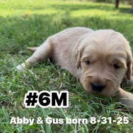 Number 6 Abby and Gus male - Golden male Golden Retriever puppy in Piedmont, Oklahoma from Sabrina's Golden Retrievers