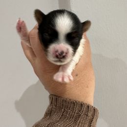 Biewer Terrier Puppies from Lozado’s Biewers