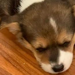 Pembroke Welsh Corgis from Happily Ever After Corgis