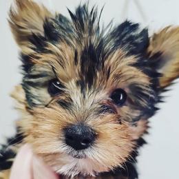 Yorkshire Terriers from Harmony Hills Yorkies