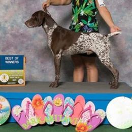 German Shorthaired Pointers from Janice Shriver