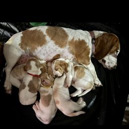 Chloe - Basset Hound