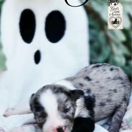 Sevyn - Price 2500 - Blue merle male Miniature Australian Shepherd puppy in Ennis, Texas from God’s Little Aussies