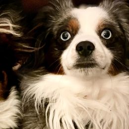 Toy Australian Shepherds from Slo Toy Aussies at Antonia