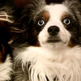 Toy Australian Shepherds from Slo Toy Aussies at Antonia