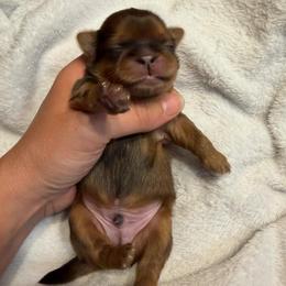 Bradford - Red male Shih Tzu puppy in Kettering, Ohio from The Ruff Life Tribe